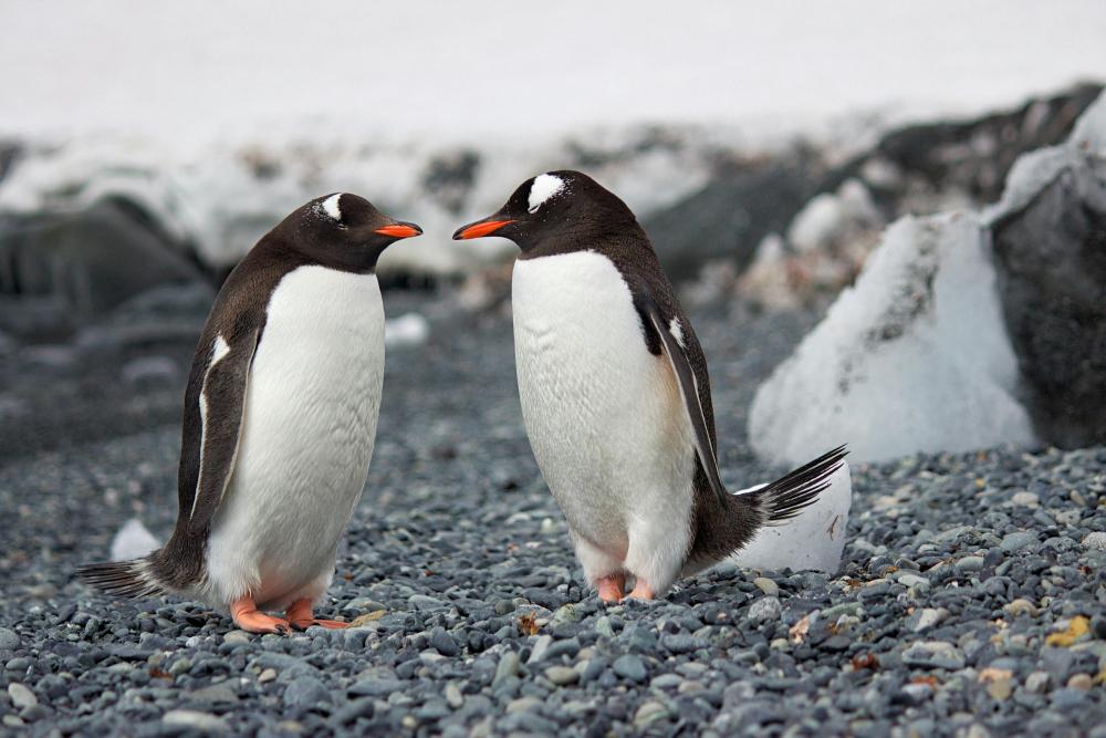 Día del Pingüino: Celebrando la Vida de los Guardianes del Frío por Víctor Madera