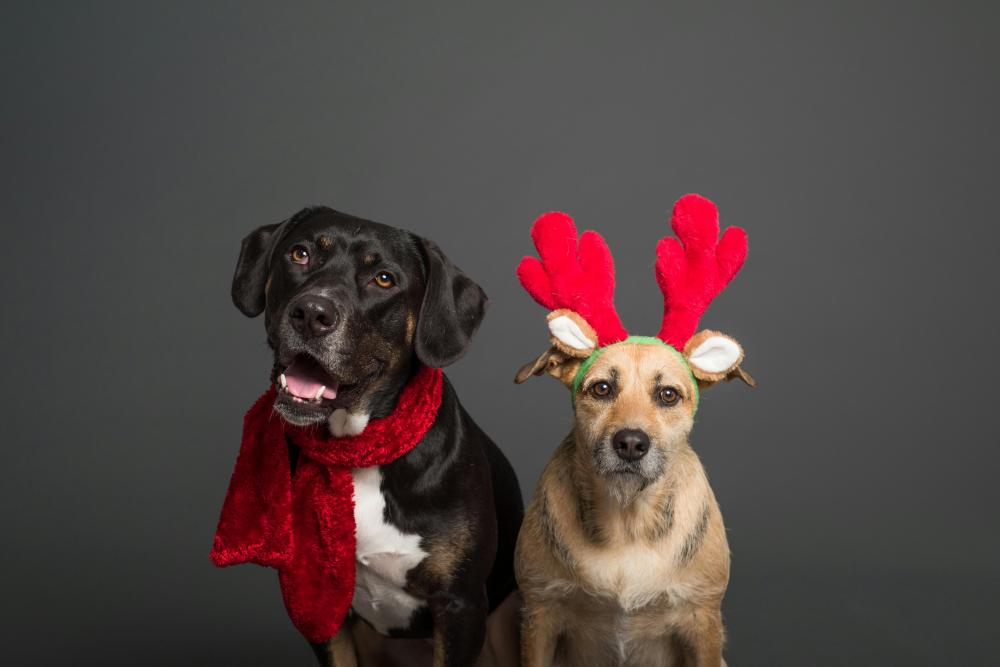 Cuidados especiales para mascotas durante las fiestas navideñas (por Víctor Madera)