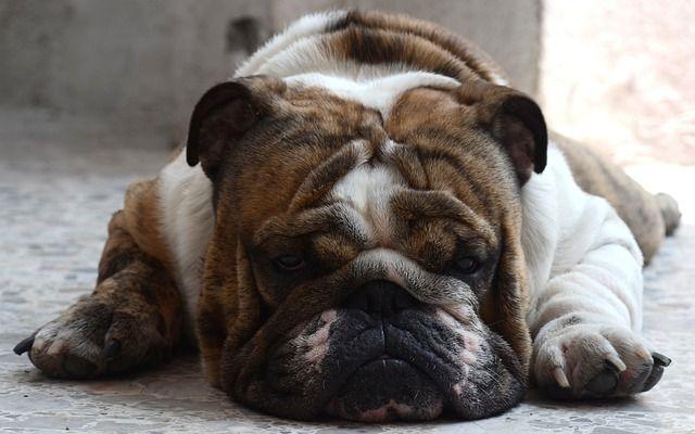 Control de peso y nutrición post-navideña en nuestras mascotas (por Víctor Madera)