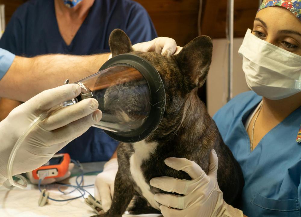 La anestesia veterinaria: un arte adaptado a cada especie (por Víctor Madera)