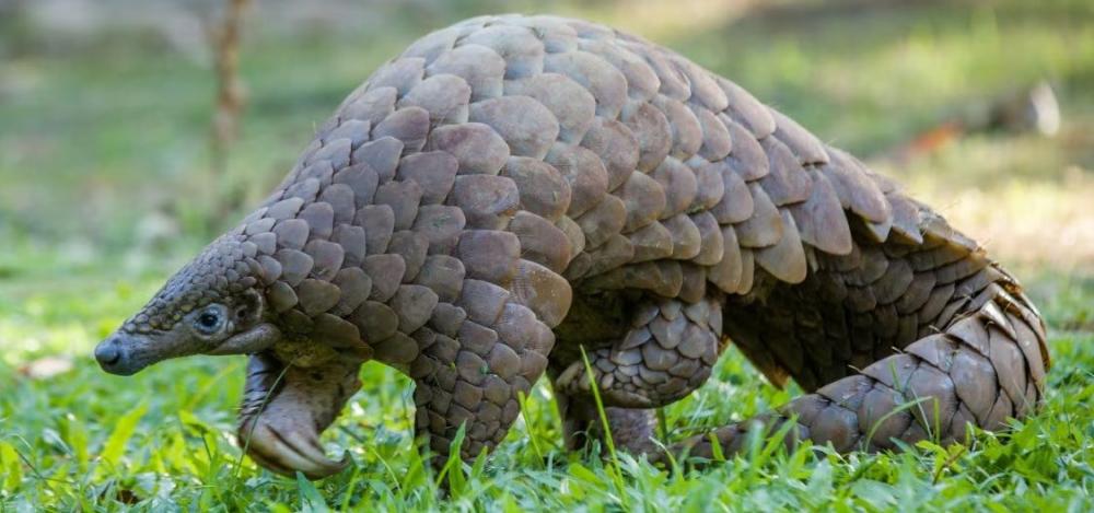 Día Mundial del Pangolín (por Víctor Madera)