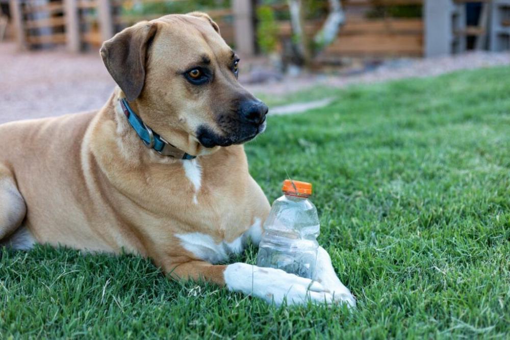 El impacto ambiental de las mascotas: cómo reducir la huella ecológica de perros y gatos (por Víctor Madera)