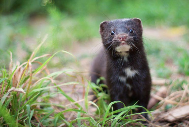 Especies invasoras y abandono de mascotas: un problema ambiental creciente (por Víctor Madera)