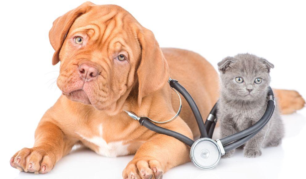 Salud preventiva en mascotas: cómo evitar enfermedades comunes y reducir el uso innecesario de medicamentos (por Víctor Madera)