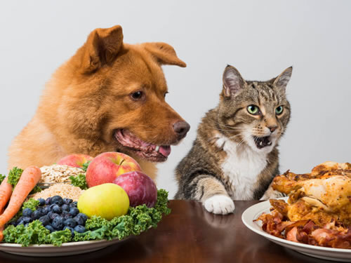 Nutrición 2.0: Más allá de las croquetas (por Víctor Madera)
