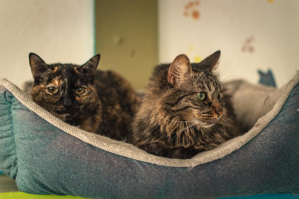 "Gatos 'Indoor': Por qué el enriquecimiento ambiental es medicina preventiva (por Víctor Madera)