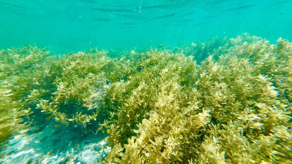 El enemigo silencioso: Cómo las especies invasoras cambian nuestros ecosistemas (por Víctor Madera)