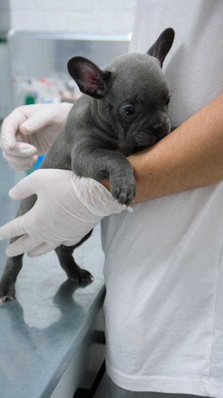 La revolución de la fisioterapia veterinaria: Nueva calidad de vida para nuestras mascotas (por Víctor Madera)