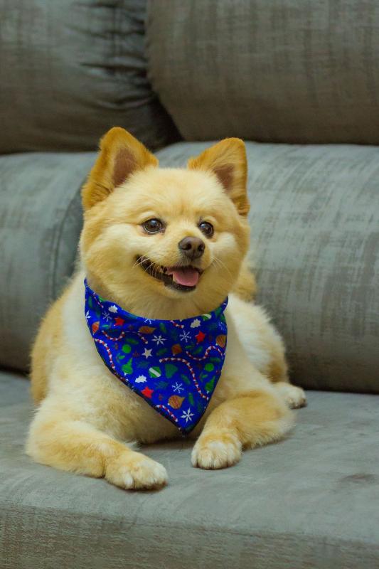 Más allá del paseo diario: El arte del enriquecimiento ambiental para mascotas felices (por Víctor Madera)