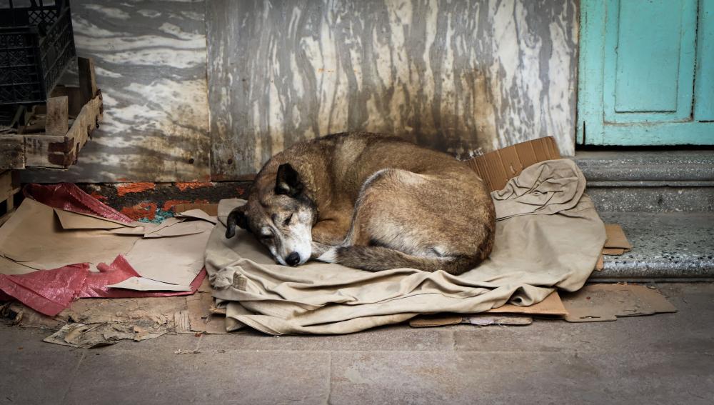 Más allá de la adopción: El reto invisible de los animales sin hogar (por Víctor Madera)