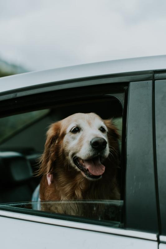 El síndrome del perro viajero: Guía veterinaria para unas vacaciones sin sustos (por Víctor Madera)