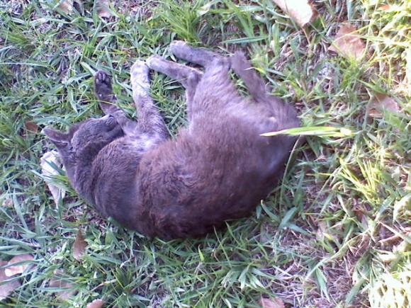 animaladas :B 