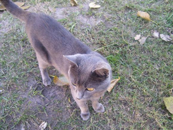 Gatito 