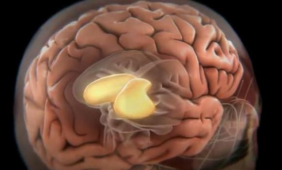 Historia de dos CEREBROS