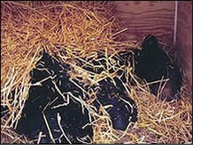 Revelan el secreto de la hibernación de los osos