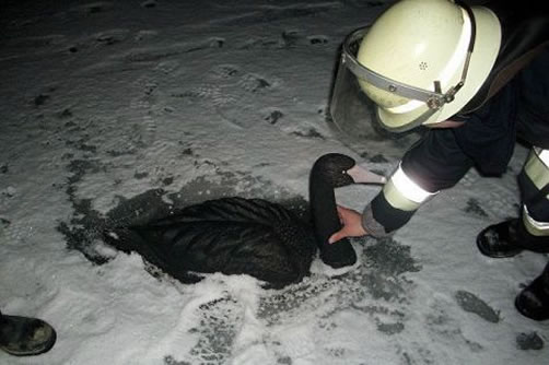 25 bomberos arriesgaron su vida por rescatar a un cisne de plástico