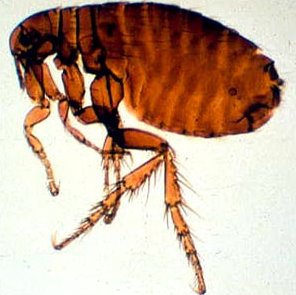 ¿Por qué las pulgas saltan tan alto y tan rápido?