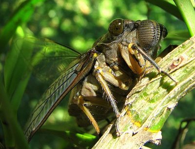 La Chicharra, cigarra o coyuyo