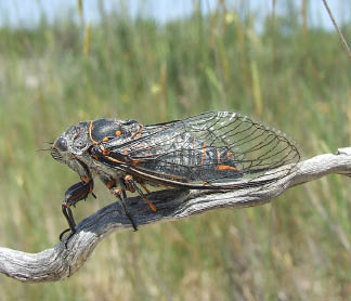 Las chicharras, ¿afinan?