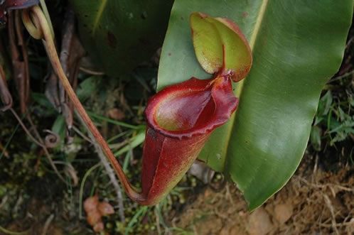 ¿Sabías que la planta carnívora más grande del mundo en realidad come excremento?