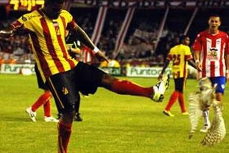 Suspenden y multan al futbolista panameño que pateó a una lechuza