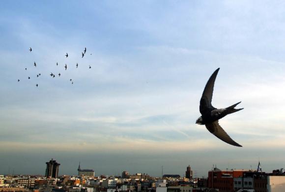 ¿Sabes cuál es el ave que pasa mas tiempo sin pisar la Tierra?