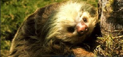 ¿Cuál es el animal más lento del planeta?