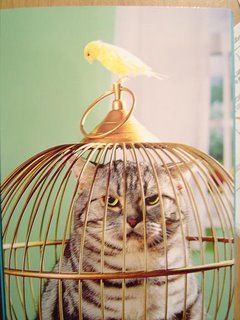 ¿Sabes por que se usa la expresión “Gato encerrado”?