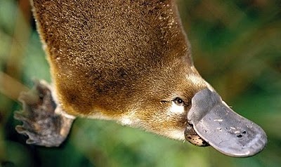 ¿Sabes cuál es uno de los animales más raros del mundo?