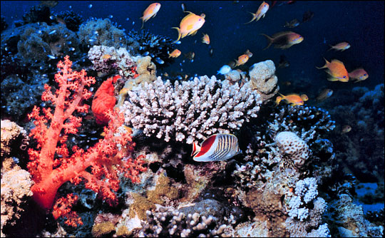 ¿Sabias que la gran mayoría del oxígeno del planeta no es generado por los bosques sino por el coral?