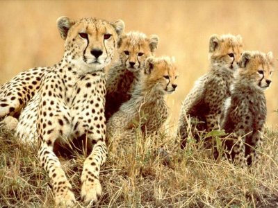 ¿Cuál es el animal terrestre más veloz del mundo?