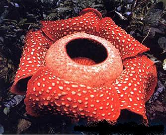 ¿Sabe cuál es la flor mas grande del mundo?