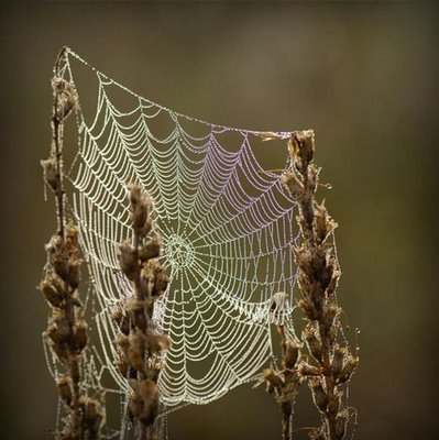 ¿Sabías que los chalecos antibalas más resistentes pueden ser hechos de telaraña?