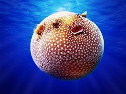 ¿Sabías que el pez globo se infla para poder sobrevivir?