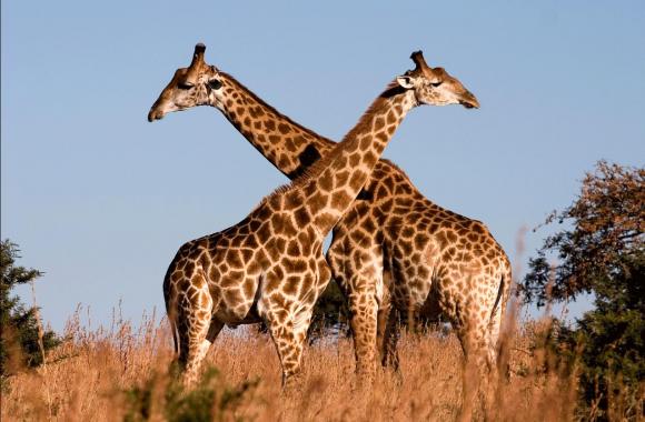 ¿Cuál es el animal más alto de todos los animales terrestres?