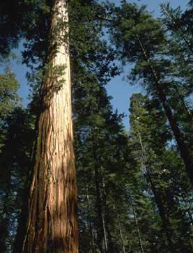 ¿Cuál es el arbol más grande del mundo que existe?
