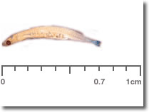 ¿Sabes cuál es el “Pez más pequeño del Mundo”?