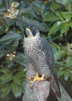 ¿Sabes cuál es el animal aéro más veloz del planeta?