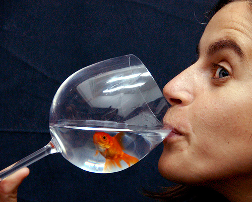 ¿Sabías que los peces también pueden sentir sed?