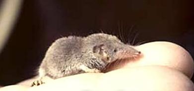 ¿Sabes cuál es el mamífero más pequeño del mundo?