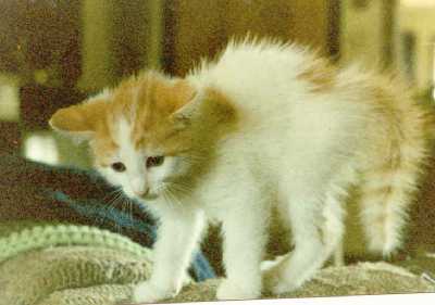 ¿Sabes por que se erizan los pelos de los gatos?