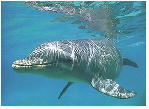  ¿Sabías que los delfines duermen con la mitad del cerebro despierto?