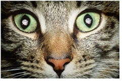 ¿Ven los gatos a colores o en blanco y negro?