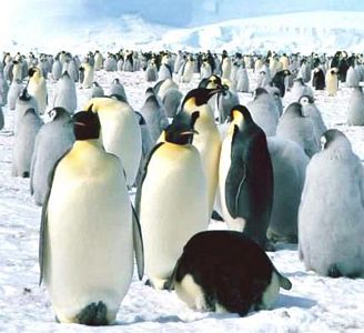 ¿Como conservan su temperatura los animales? – Video Documental