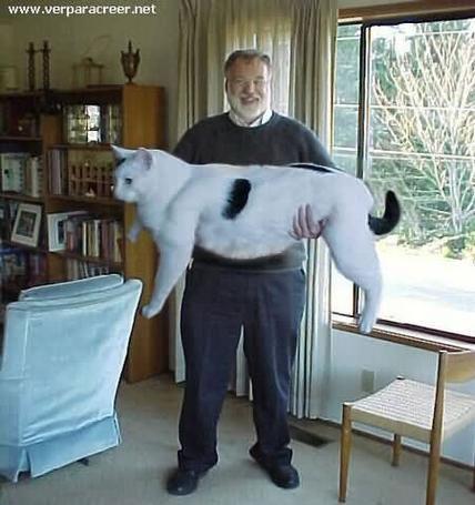  El Gato más grande del mundo