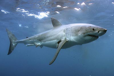  ¿Sabías que el Tiburon Blanco es el depredador marino más grande?