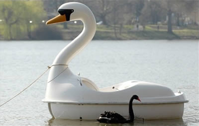 Un cisne se enamora de un barco a pedales