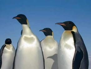 ¿Sabías que el Pingüino Emperador es el más grande de los pingüinos?