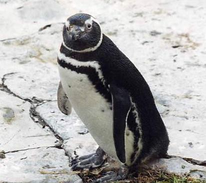 El pingüino que perdió la brújula