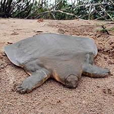 Camboya: descubren tortuga que estaba al borde de la extinción